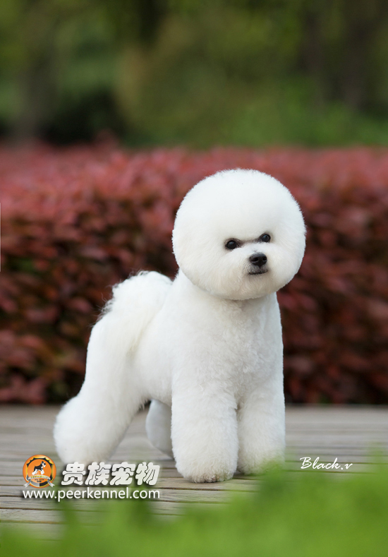 寵物美容培訓/武漢貴族鼎盛寵物有限公司